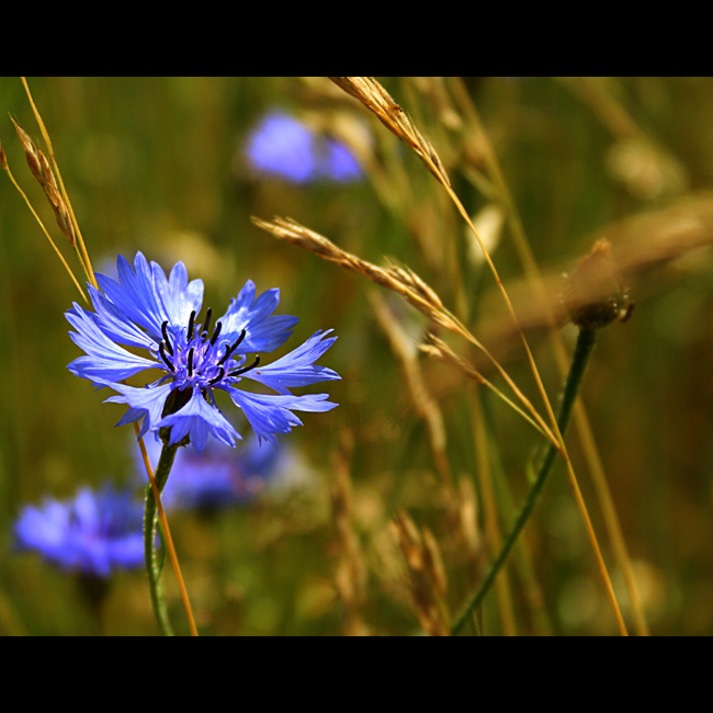 cornflower ;)