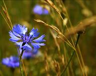 cornflower ;)