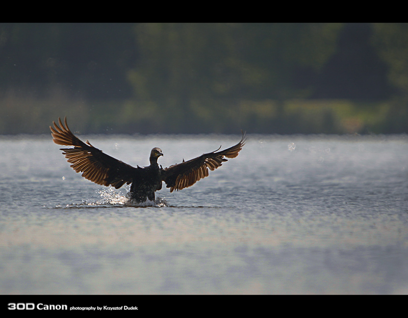 Kormoran Czarny