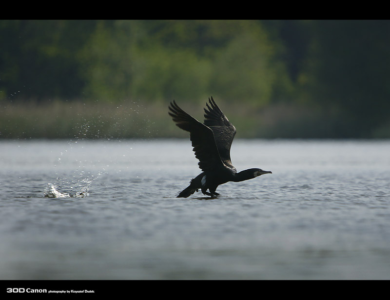 Kormoran Czarny