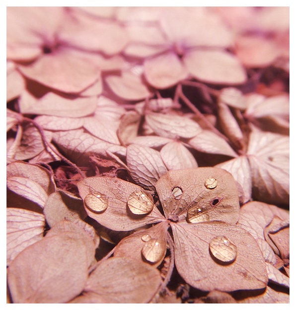 Hydrangea macrophylla