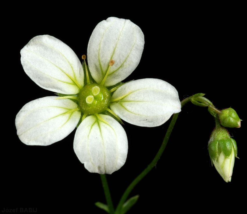 74 -Saxifraga hypnoides var. egemmulosa Skalnica mchowa