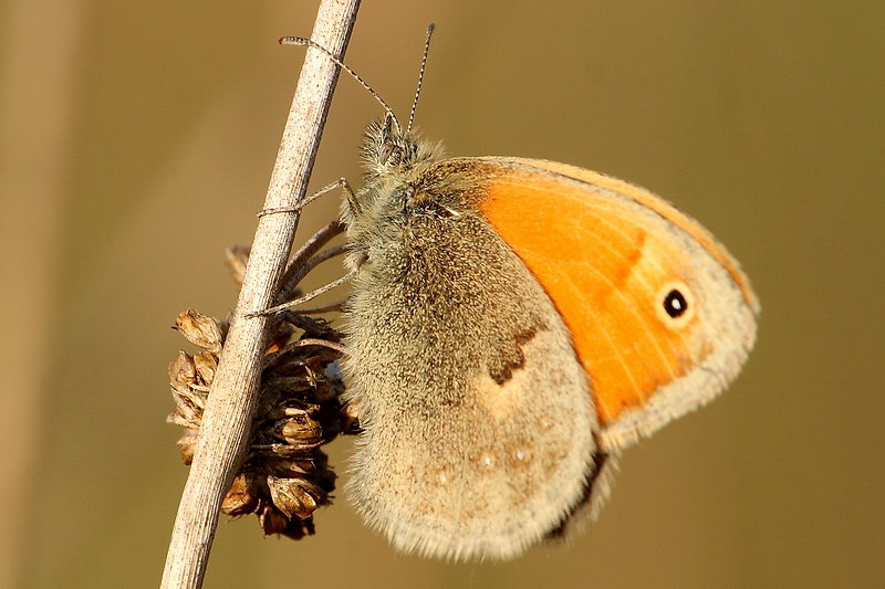 Strzępotek ruczajnik (Coenonympha pamphilus)