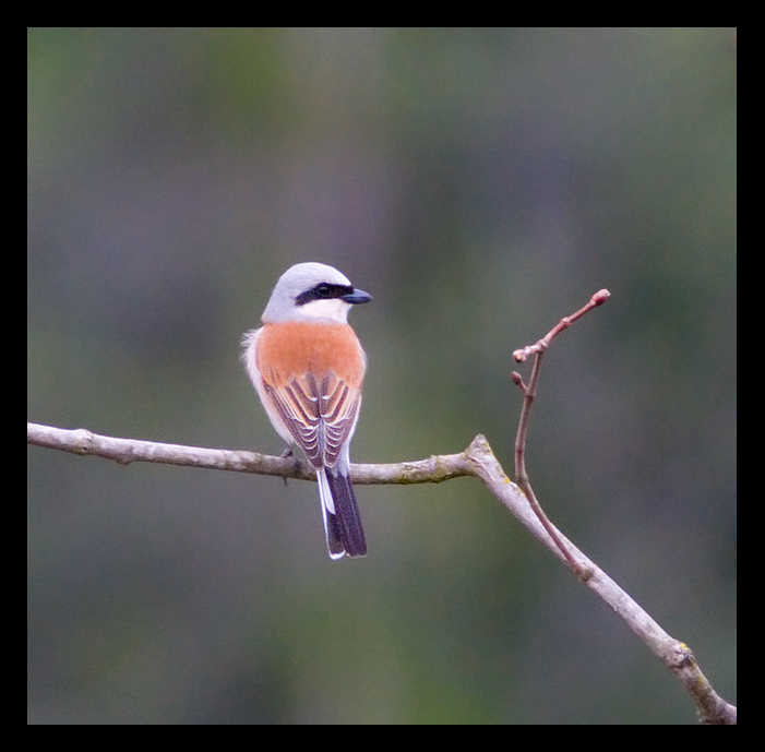 Gąsiorek (Lanius Collurio)