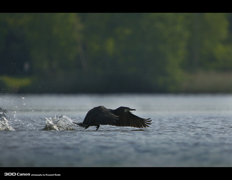 Kormoran Czarny