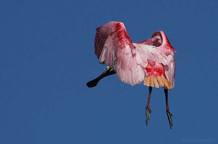 Roseate Spoonbill,Ajaia ajaja