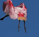 Roseate Spoonbill,Ajaia ajaja