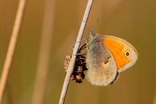 Strzępotek ruczajnik (Coenonympha pamphilus)