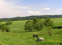 ...beskid zielony (1)