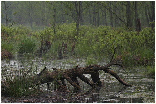 bagna - Kampinos