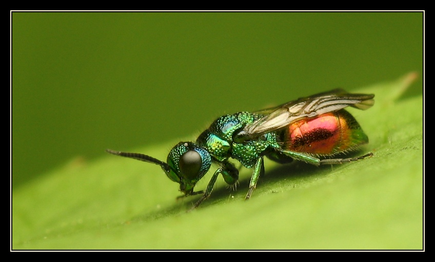 Chrysididae