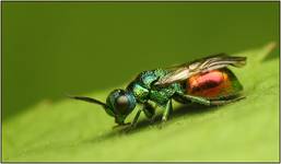 Chrysididae