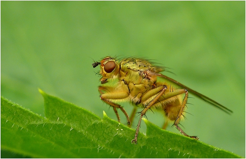 Scatophaga stercoraria