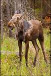 Moose