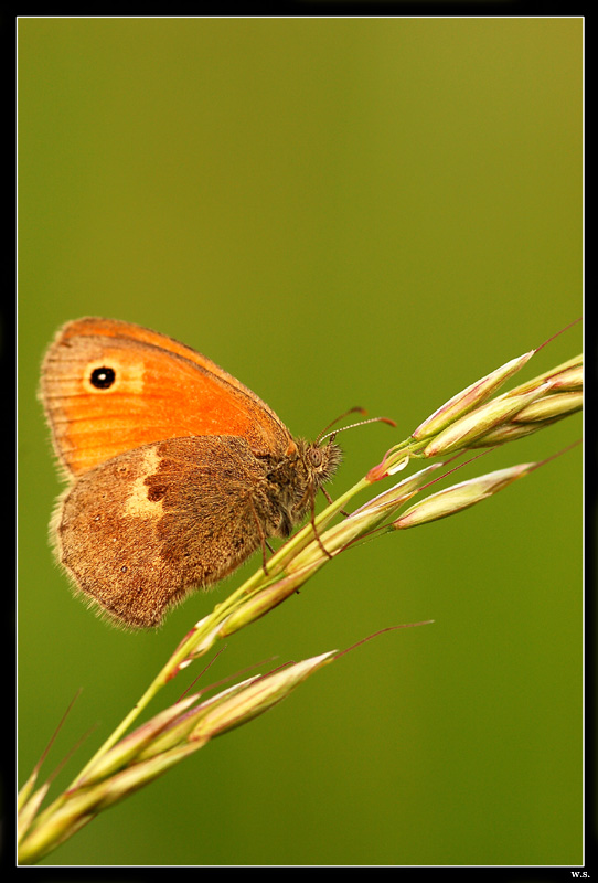 Motyl