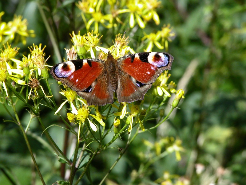 motyl