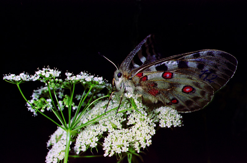 Niepylak apollo 1998