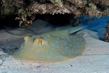 Bluespotted stingray