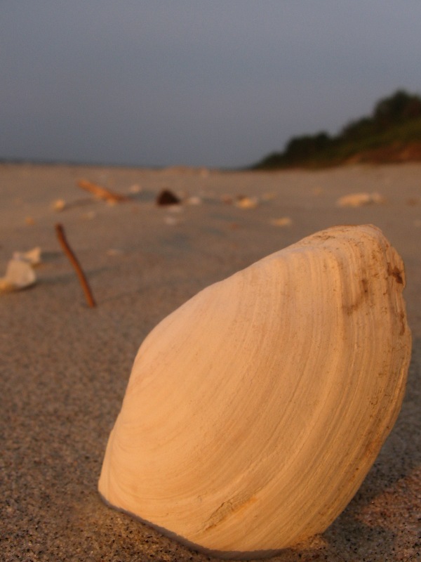 Król plaży.