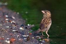 Head Twisting Sparrow