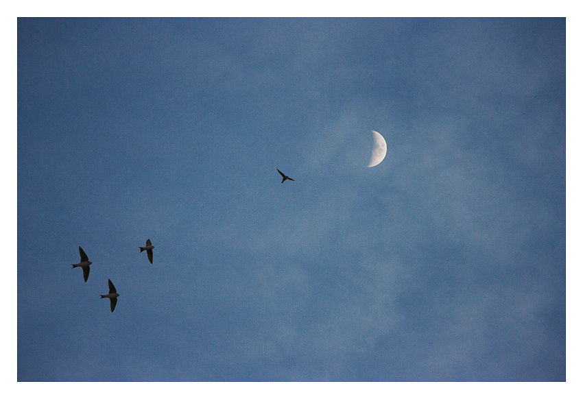 Fly Me to the Moon