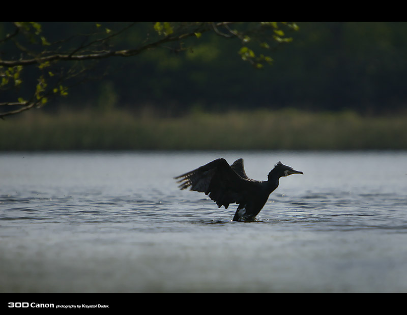 Kormoran Czarny