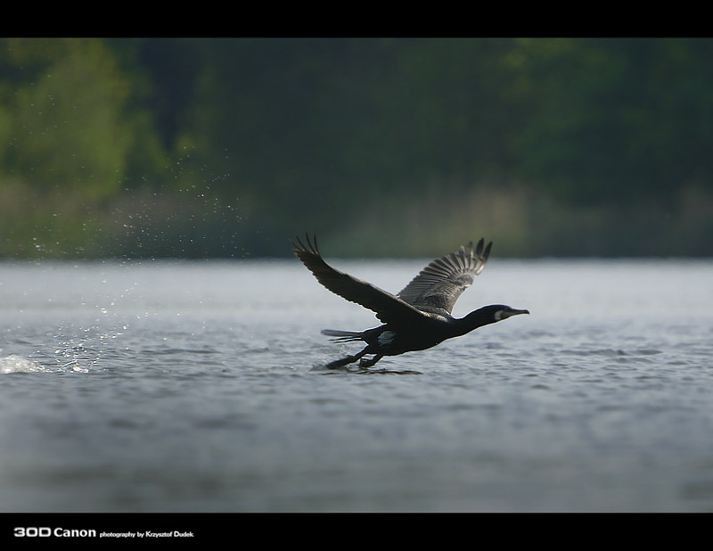 Kormoran Czarny