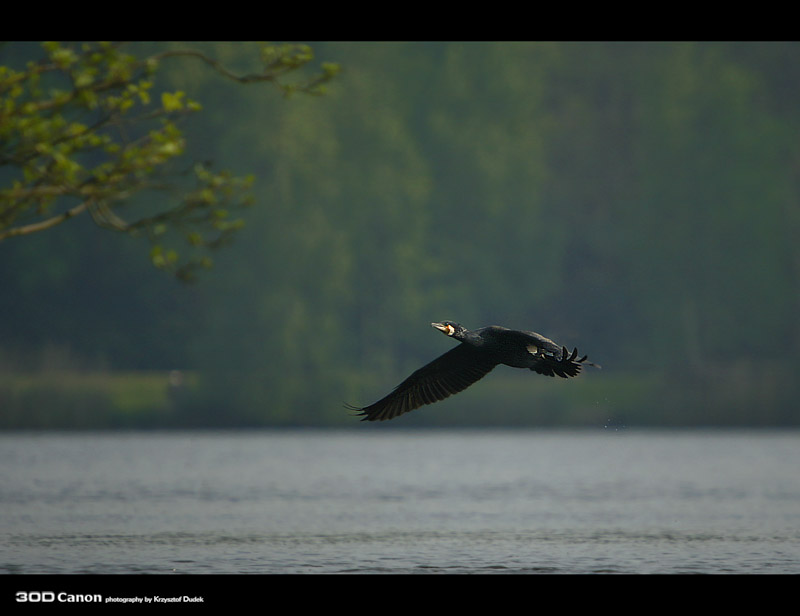 Kormoran Czarny