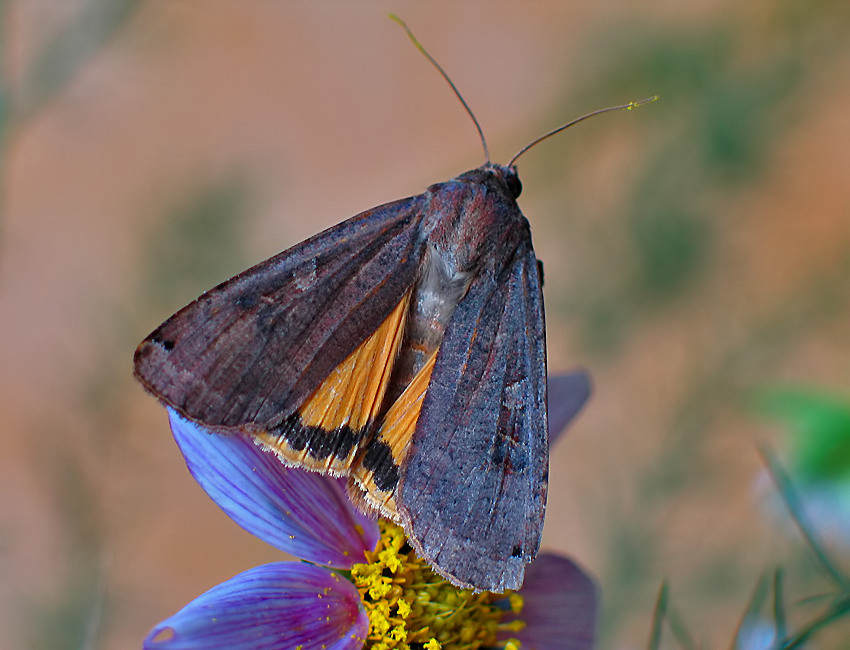 ROLNICA TASIEMKA (Noctua pronuba)