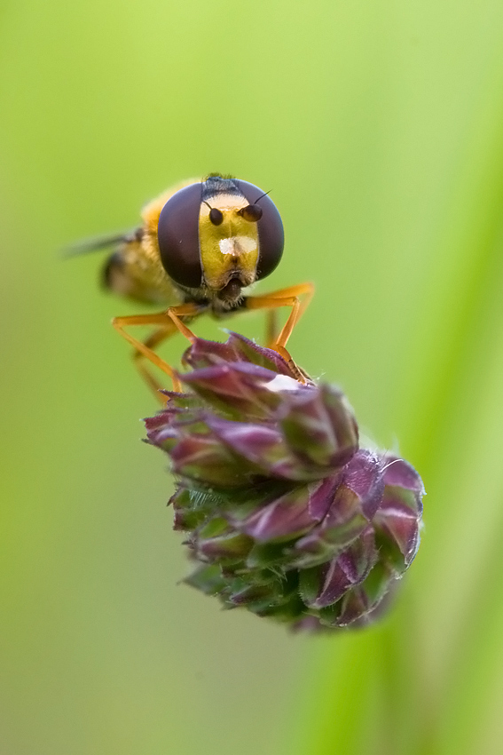 Bzyg pospolity - Syrphus ribesii