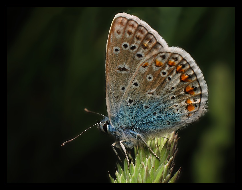 Polyommatus icarus