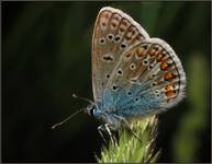 Polyommatus icarus