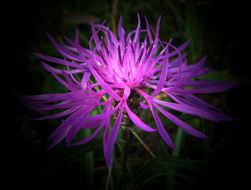 Chaber łąkowy, Centaurea jucea L.