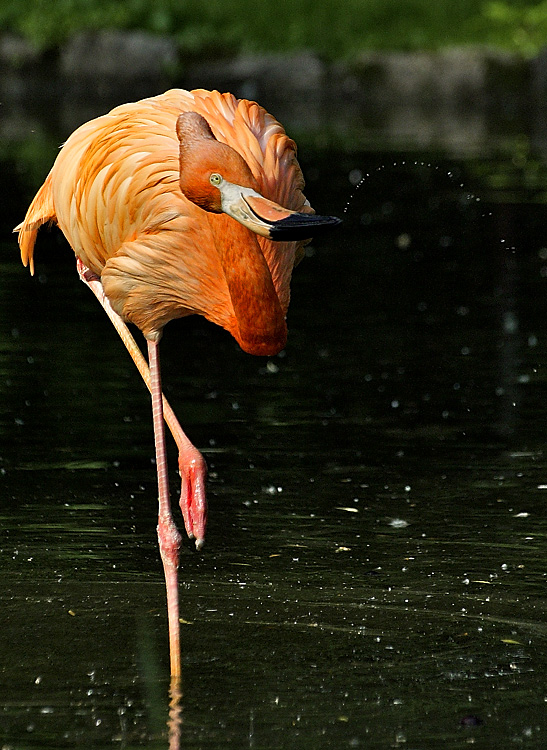 Plumkał