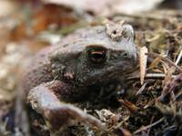 Ropucha szara (Bufo bufo)