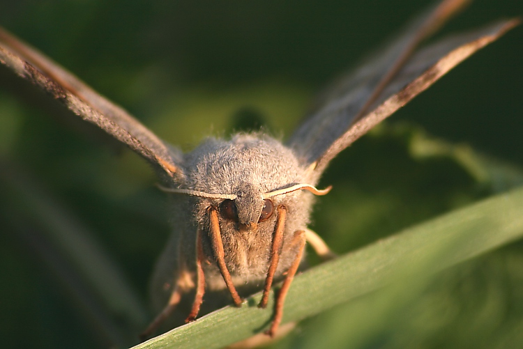 motyl