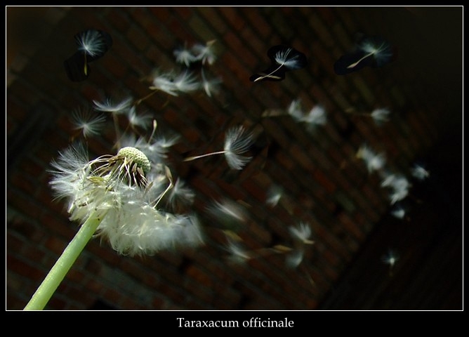 Taraxacum officinale