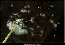 Taraxacum officinale