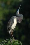 Egretta tricolor