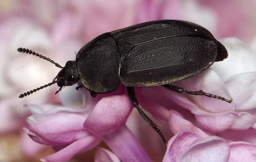 Silpha obscura.