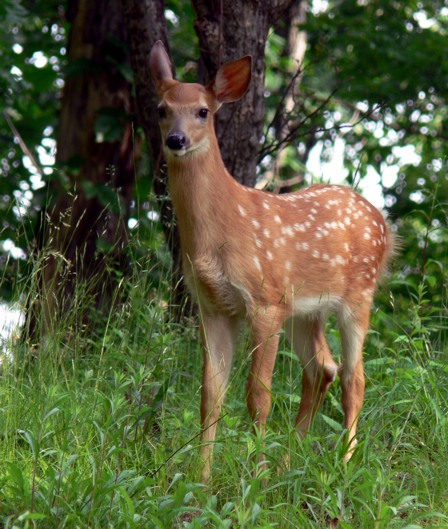 Bambi