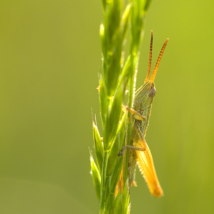 grasshopper