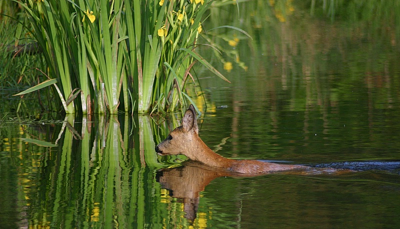 BROWN SUBMARINE