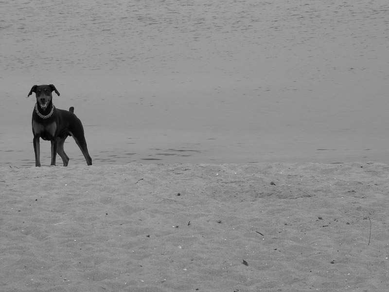 Dog on the beach