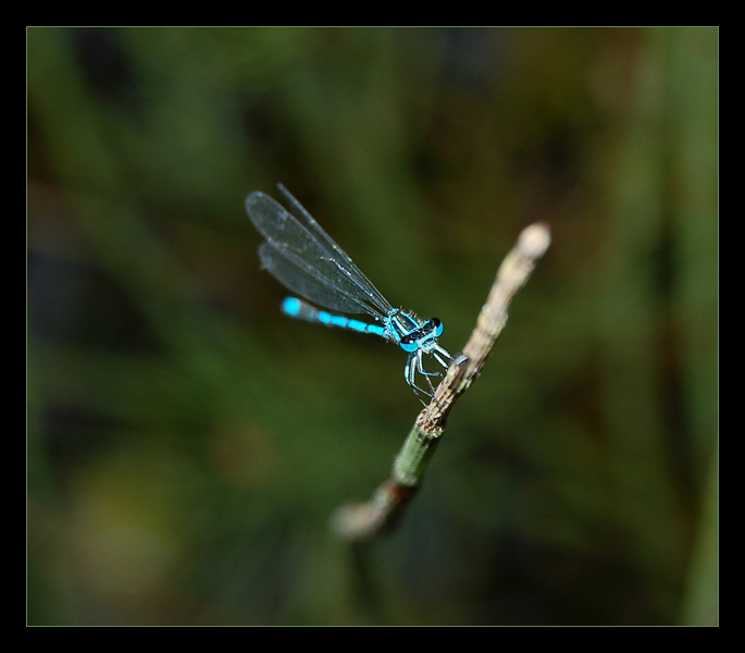 A dragon-fly