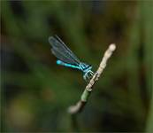 A dragon-fly