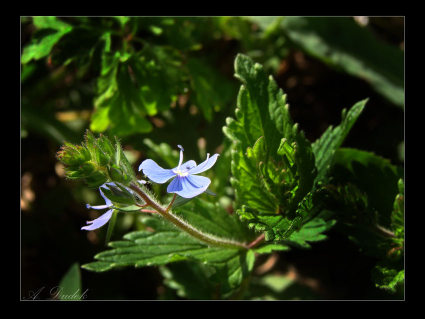 Wildflower