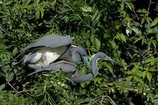 Egretta Tricolor