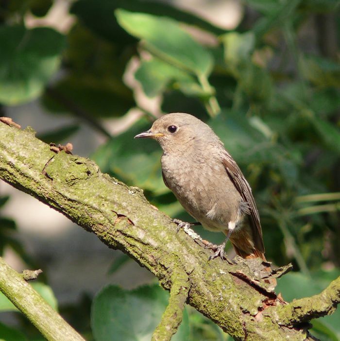 Muscicapa striata