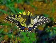 PAŹ KRÓLOWEJ (Papilio machaon)